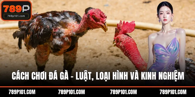 Cách chơi đá gà