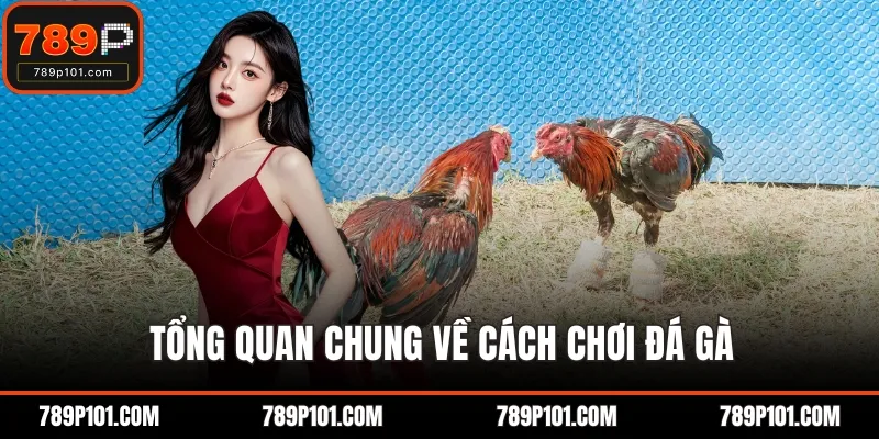 Tổng quan chung về cách chơi đá gà